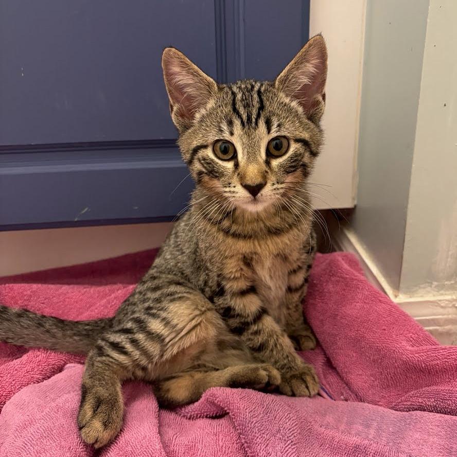 Pedro, Adoptable, Kitten Male Domestic Short Hair.