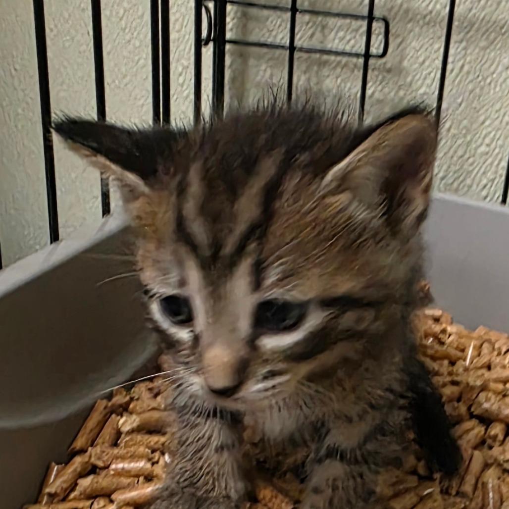 Enlarge Pedro, a Adoptable Domestic Short Hair in Williston, FL image 2/2