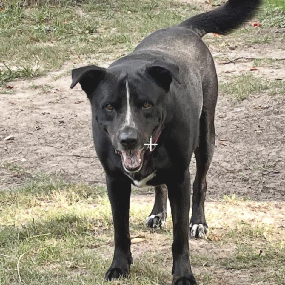 Enlarge Dude, a Adoptable mixed breed in Albany , NY image 1/3