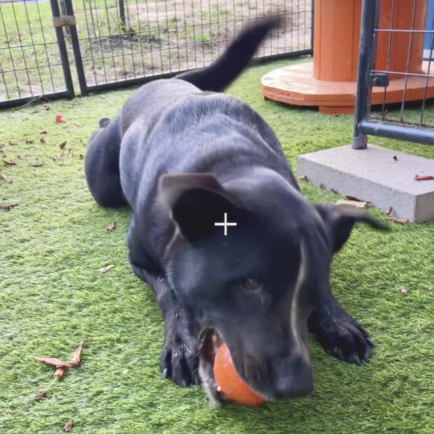 Enlarge Dude, a Adoptable mixed breed in Albany , NY image 2/3