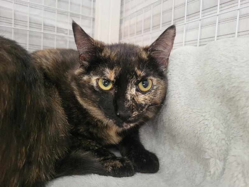 Enlarge Juno, a Adoptable Domestic Short Hair in Diamond Springs, CA image 1/4