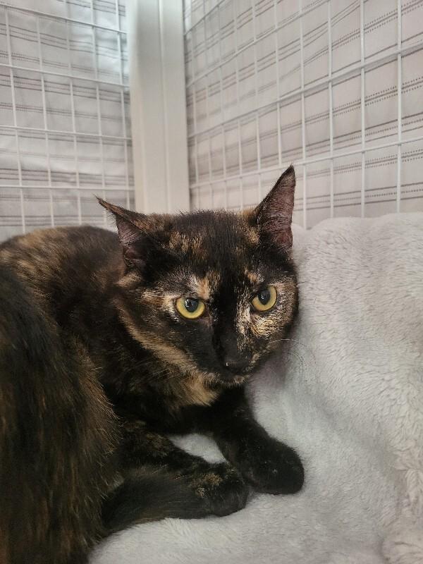 Enlarge Juno, a Adoptable Domestic Short Hair in Diamond Springs, CA image 2/4
