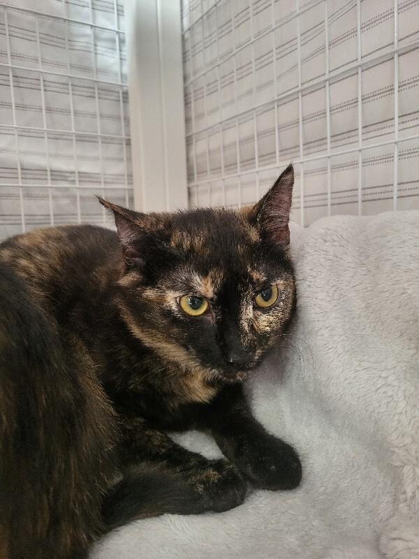 Enlarge Juno, a Adoptable Domestic Short Hair in Diamond Springs, CA image 4/4