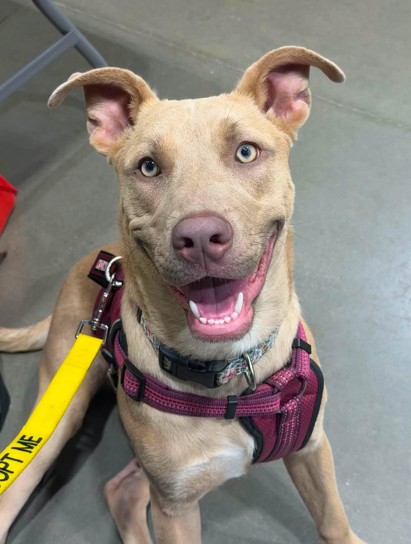 Jazzy, Adoptable, Young Female Pit Bull Terrier.
