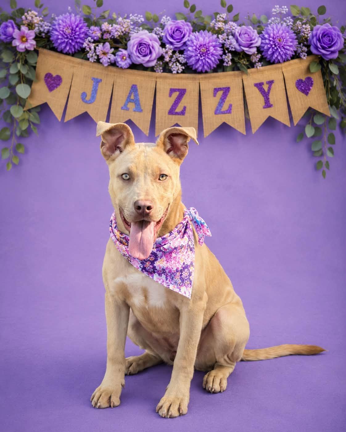 Enlarge Jazzy, a Adoptable Pit Bull Terrier in Shillington, PA image 1/1