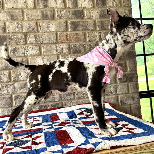 TinkerBell, a Adoptable mixed breed in Munford, TN image 1/3