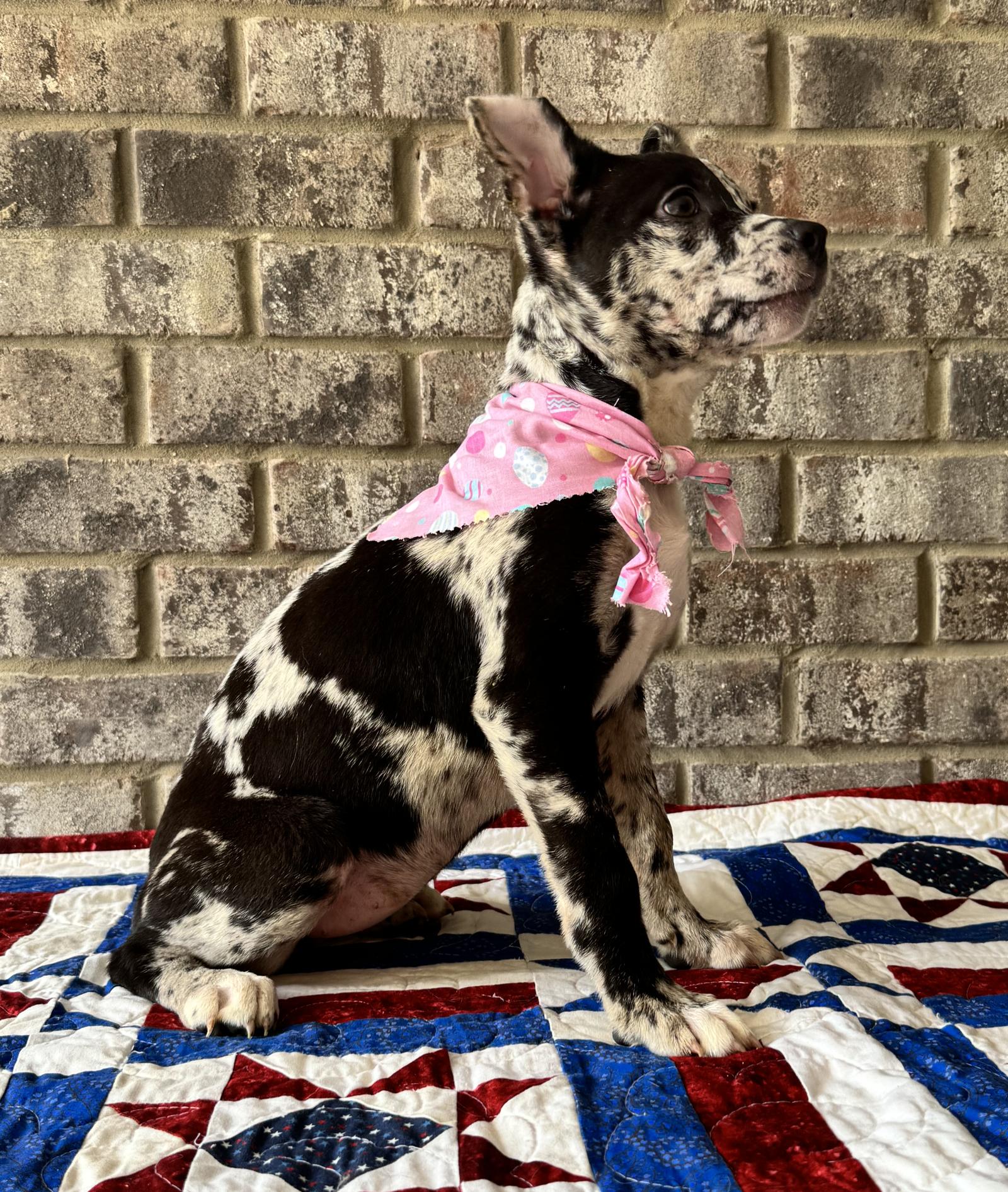 TinkerBell, a Adoptable mixed breed in Munford, TN image 2/3