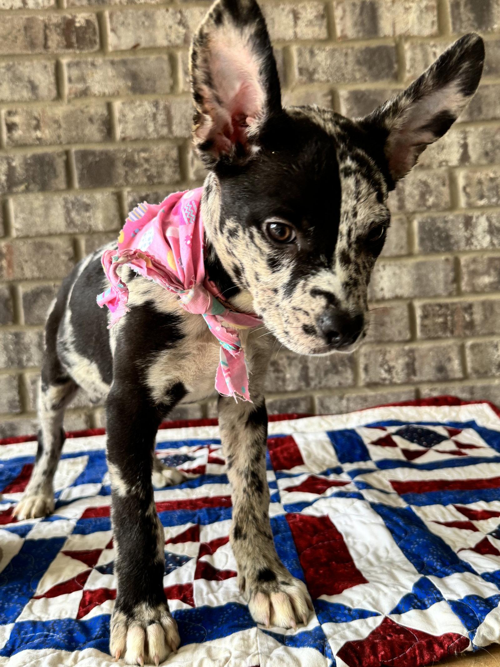 TinkerBell, a Adoptable mixed breed in Munford, TN image 3/3