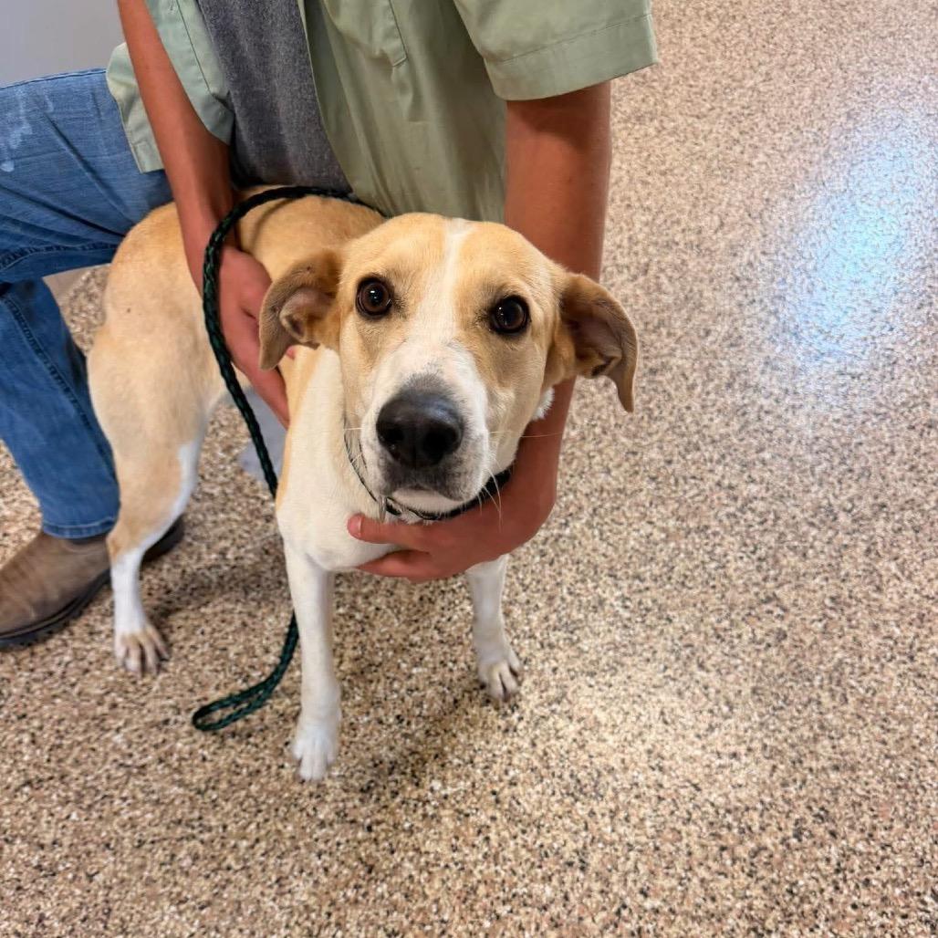 SHUG, ADOPTABLE, Adult Female Hound.