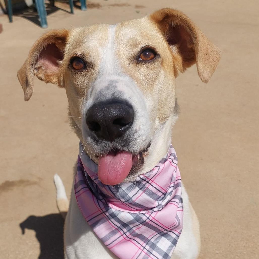 Enlarge SHUG, a ADOPTABLE mixed breed in Corydon, IN image 2/2