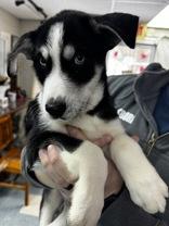 Enlarge Dionne, an adopted mixed breed in Portsmouth, OH image 1/1