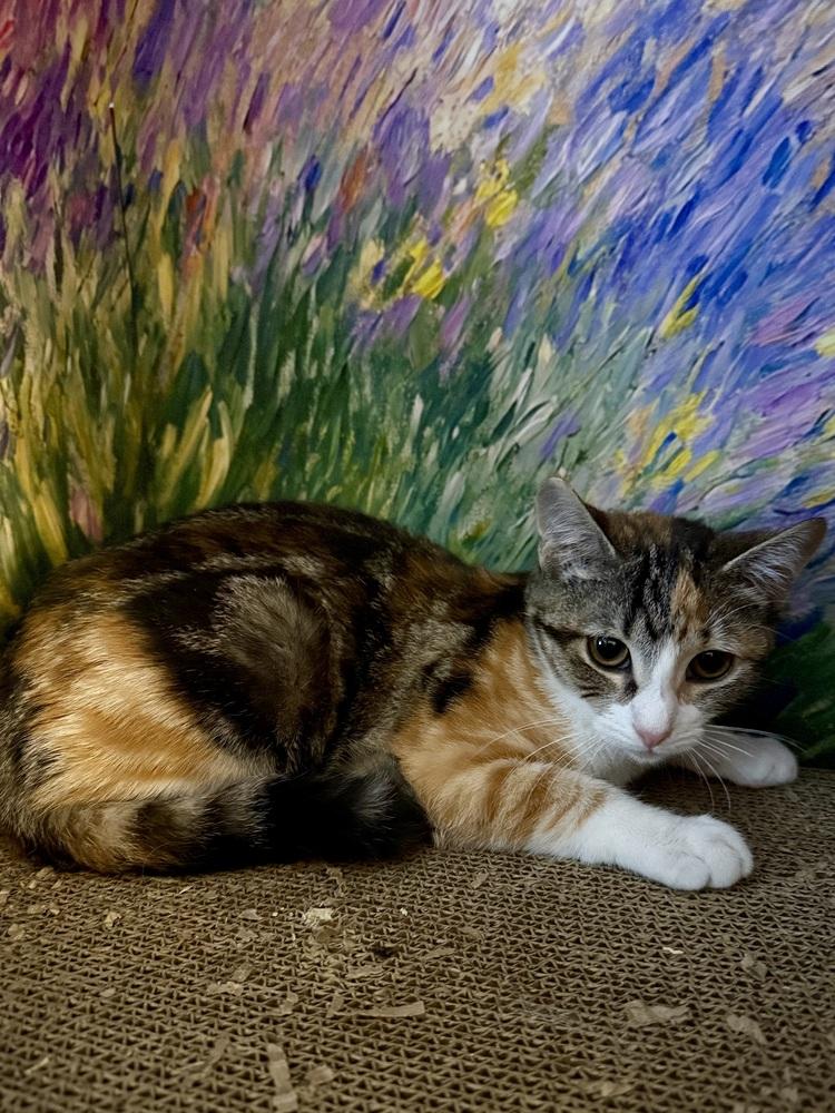 Summer, Adoptable, Kitten Female Tabby & Calico.