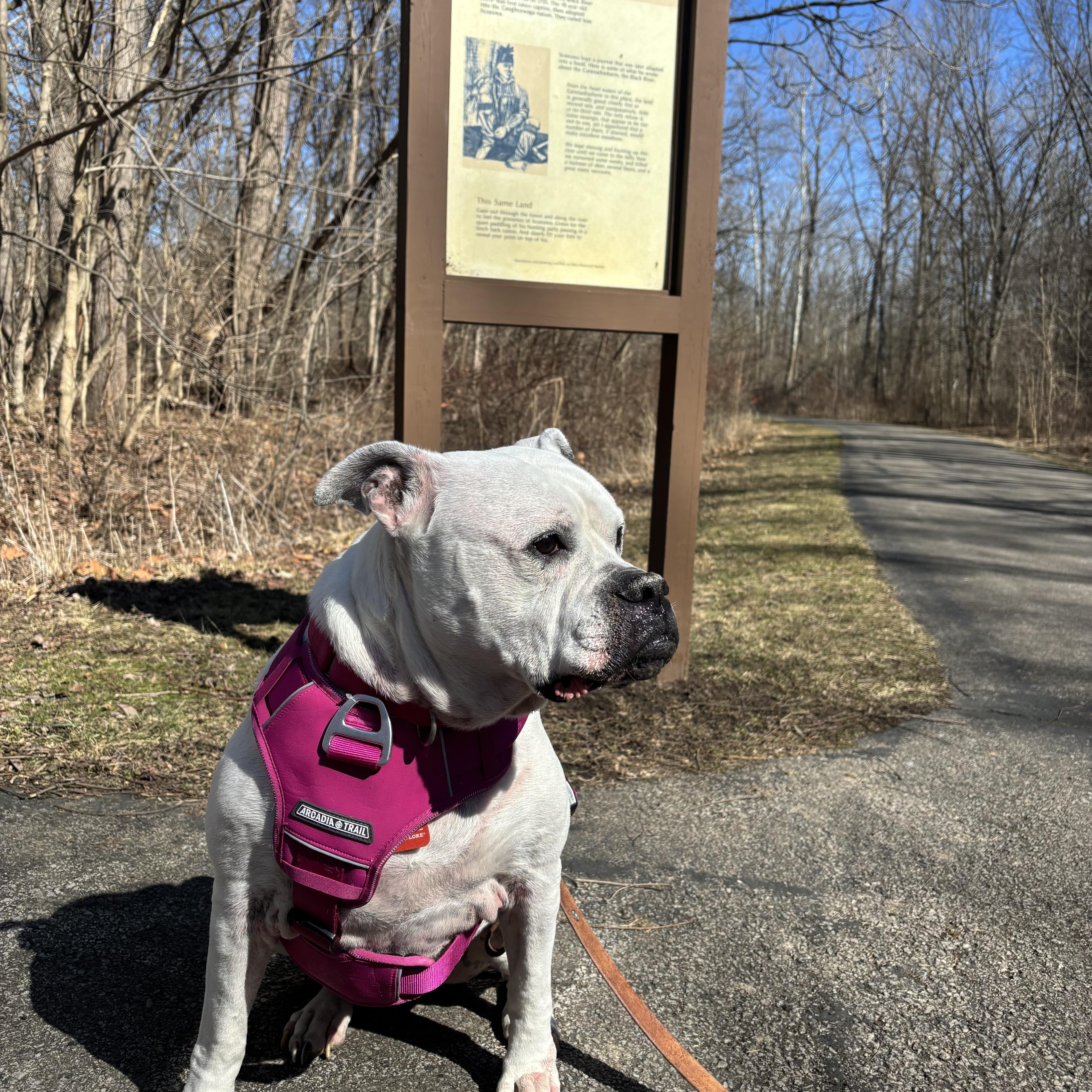 Enlarge Sadie Ask to Meet! In Foster!, a Adoptable American Bulldog in Elyria, OH image 6/6