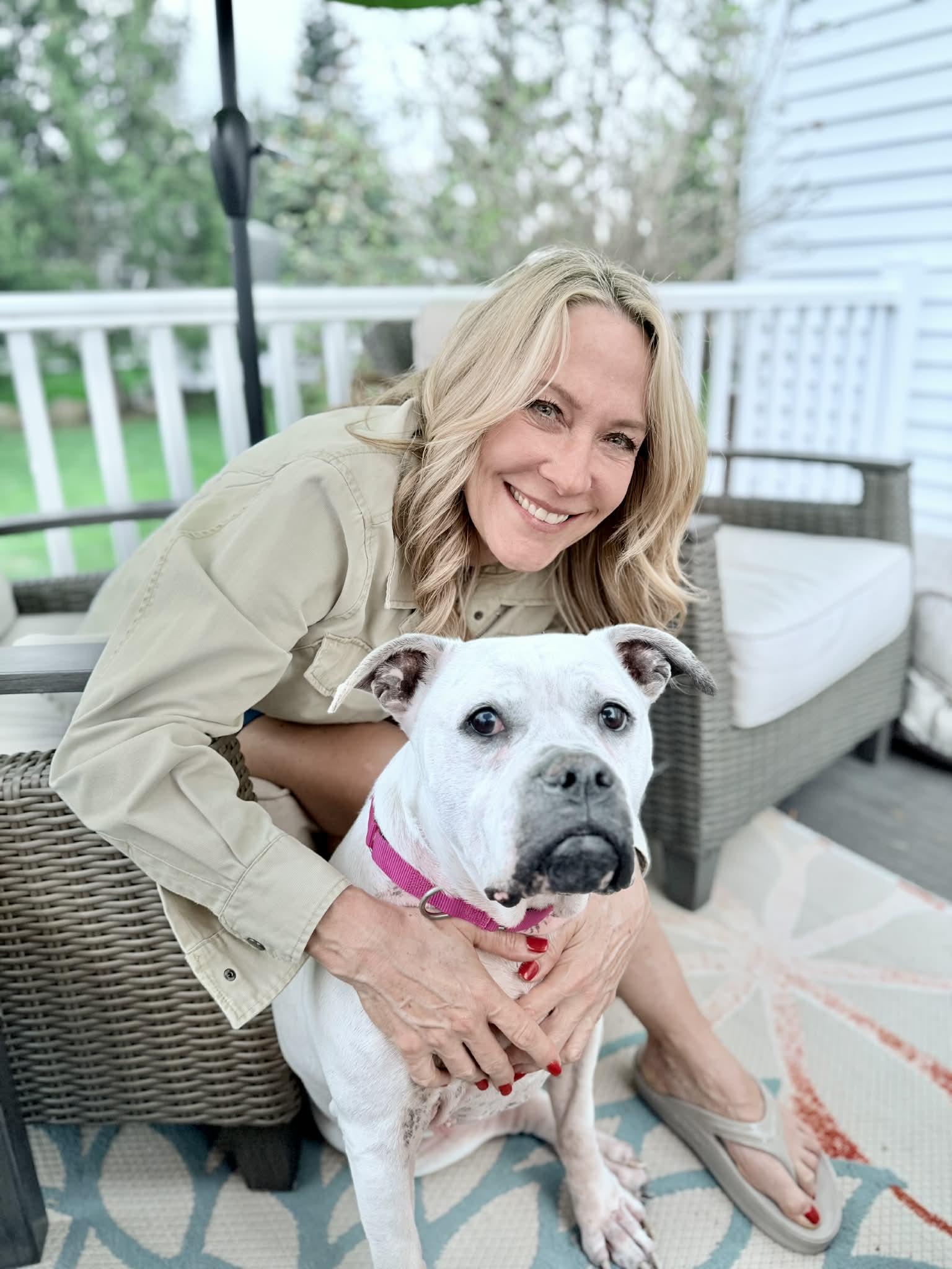 Sadie , Adoptable, Senior Female American Bulldog.