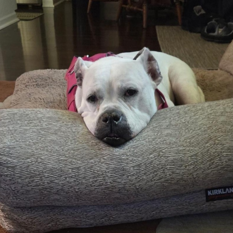 Sadie Ask to Meet! In Foster!, Adoptable, Senior Female American Bulldog.