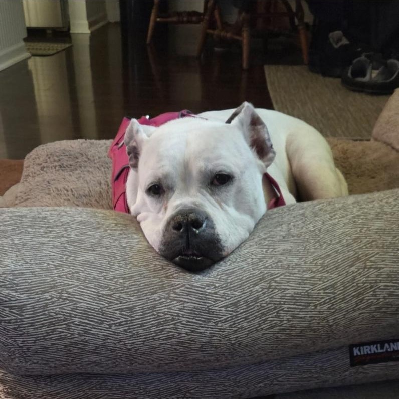 Enlarge Sadie Ask to Meet! In Foster!, a Adoptable American Bulldog in Elyria, OH image 1/6