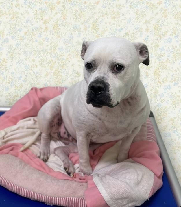 Enlarge Sadie, a Adoptable American Bulldog in Elyria, OH image 3/6