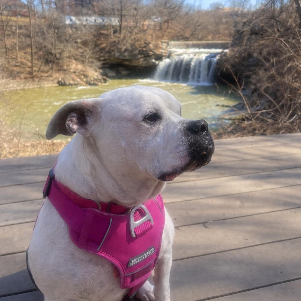 Enlarge Sadie Ask to Meet! In Foster!, a Adoptable American Bulldog in Elyria, OH image 3/6