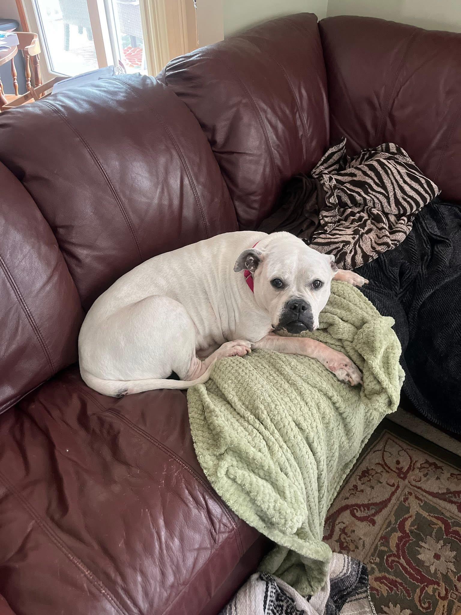 Enlarge Sadie , a Adoptable American Bulldog in Elyria, OH image 3/6