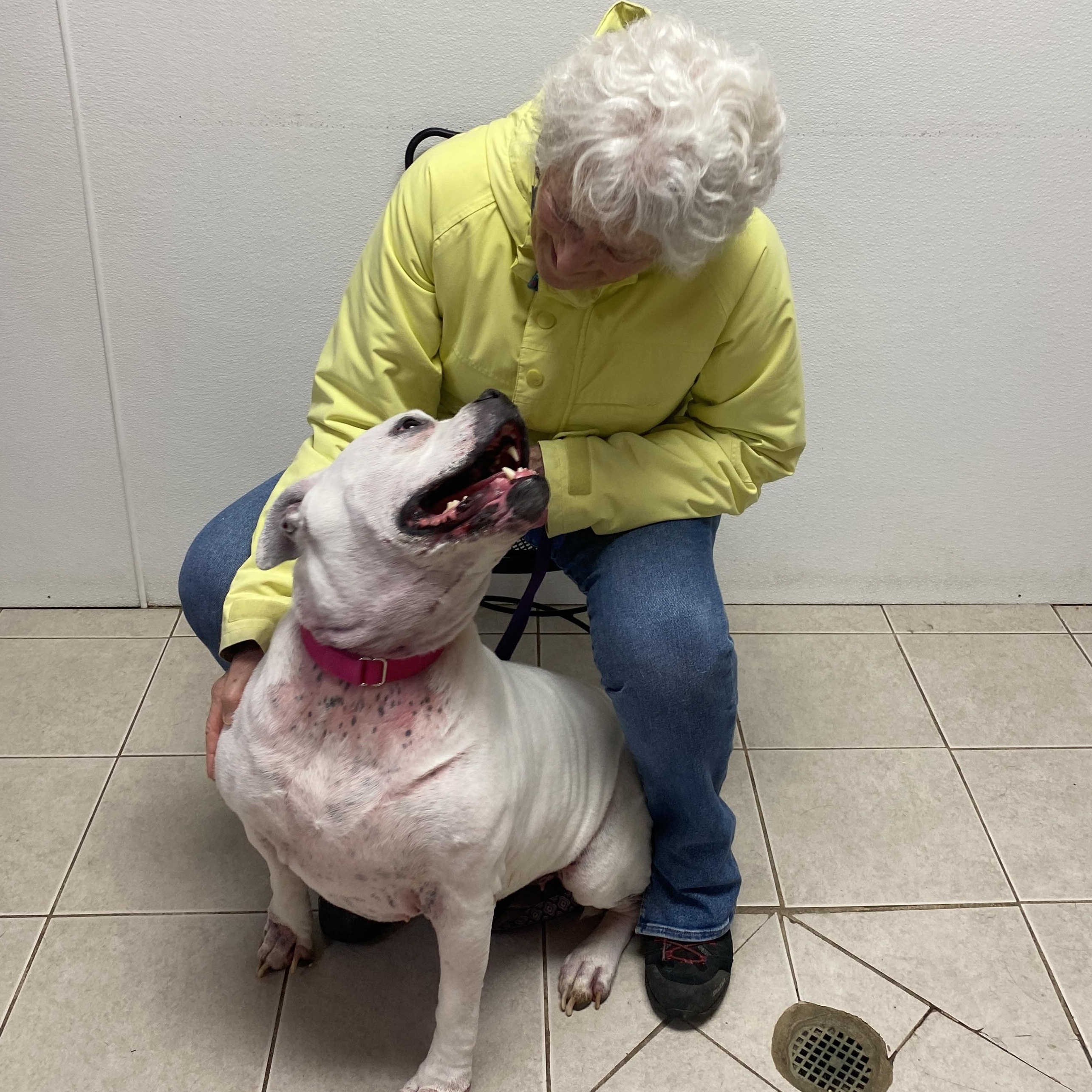 Enlarge Sadie, a Adoptable American Bulldog in Elyria, OH image 5/6