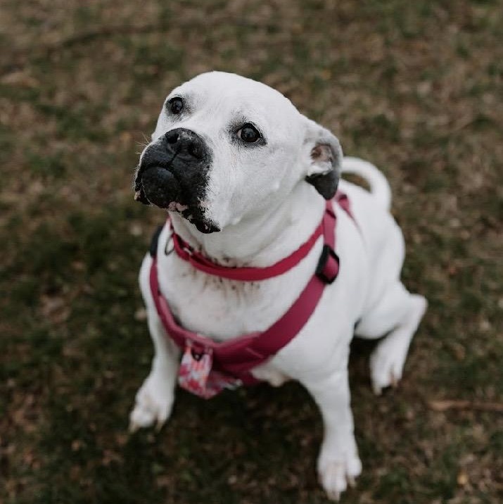 Enlarge Sadie Ask to Meet! In Foster!, a Adoptable American Bulldog in Elyria, OH image 2/6