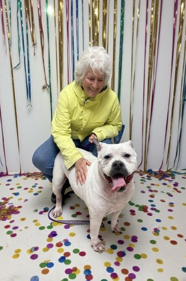 Enlarge Sadie, a Adoptable American Bulldog in Elyria, OH image 4/6