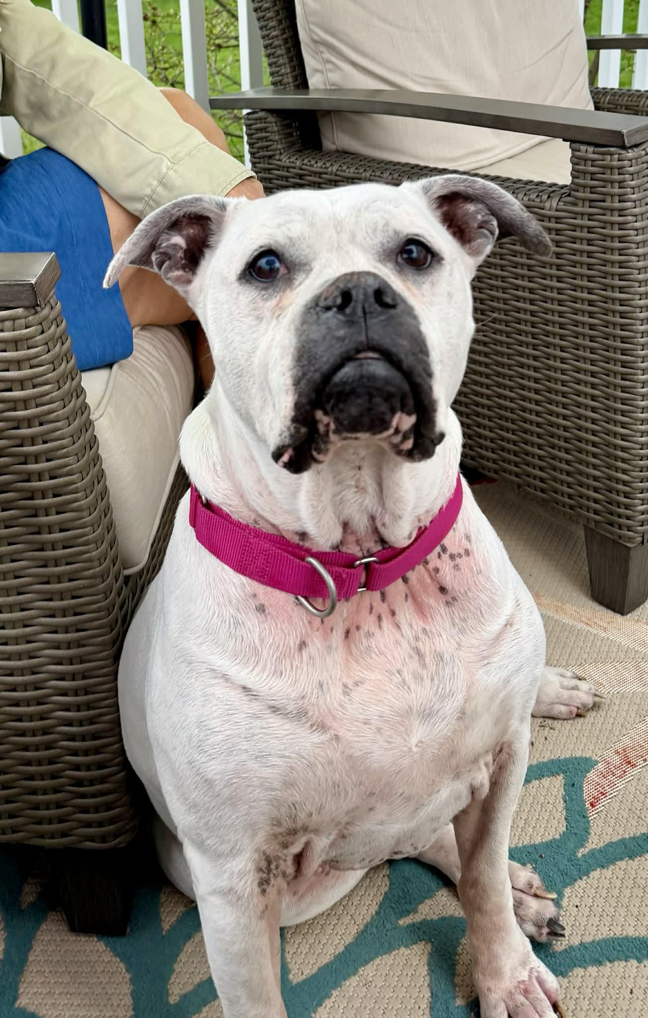 Enlarge Sadie , a Adoptable American Bulldog in Elyria, OH image 6/6