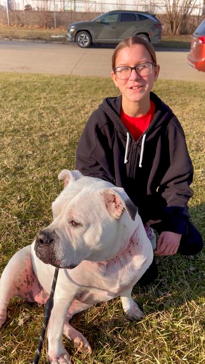 Enlarge Sadie, a Adoptable American Bulldog in Elyria, OH video 6/6