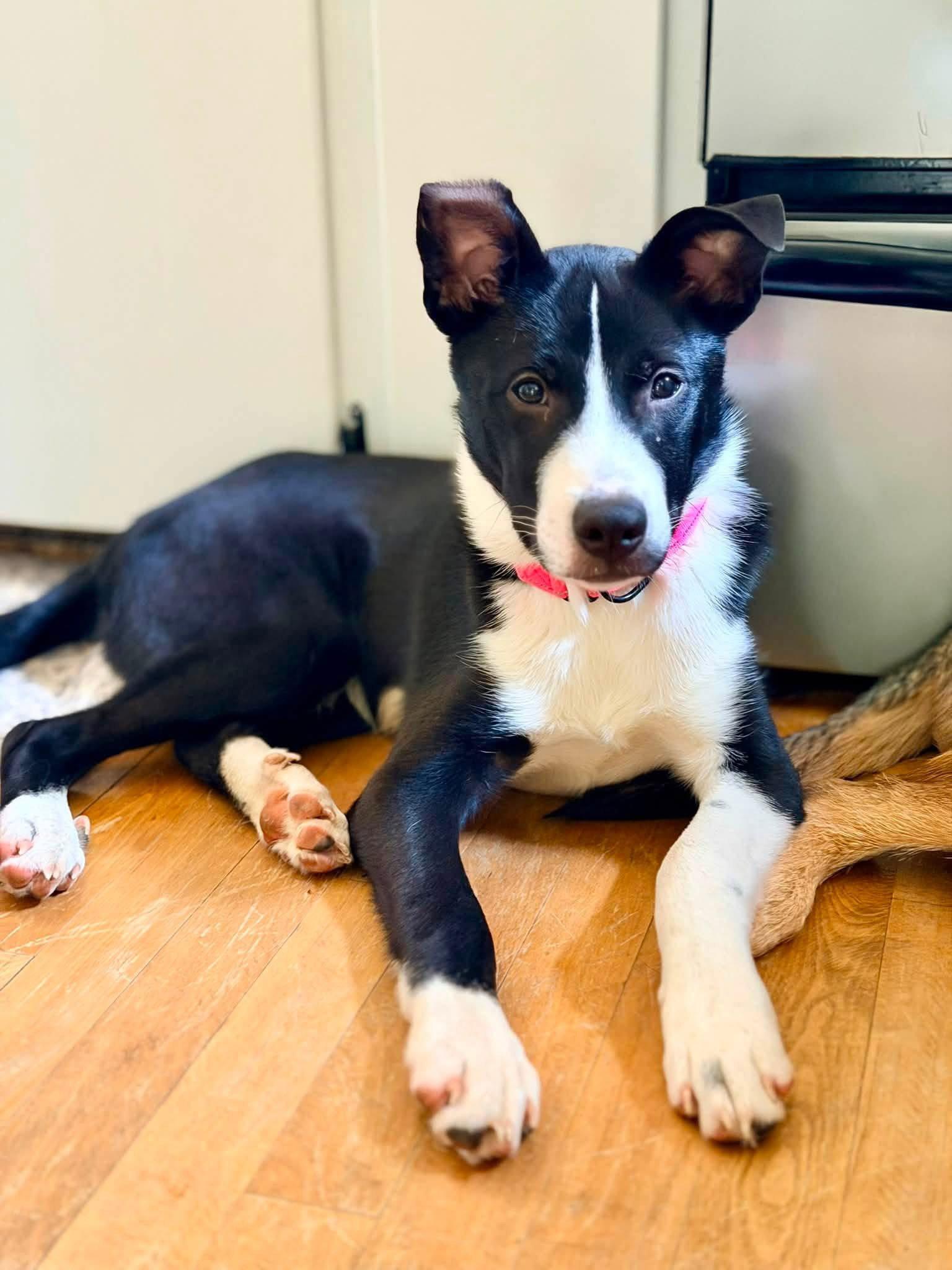 Boochie, Adoptable, Puppy Female Terrier.