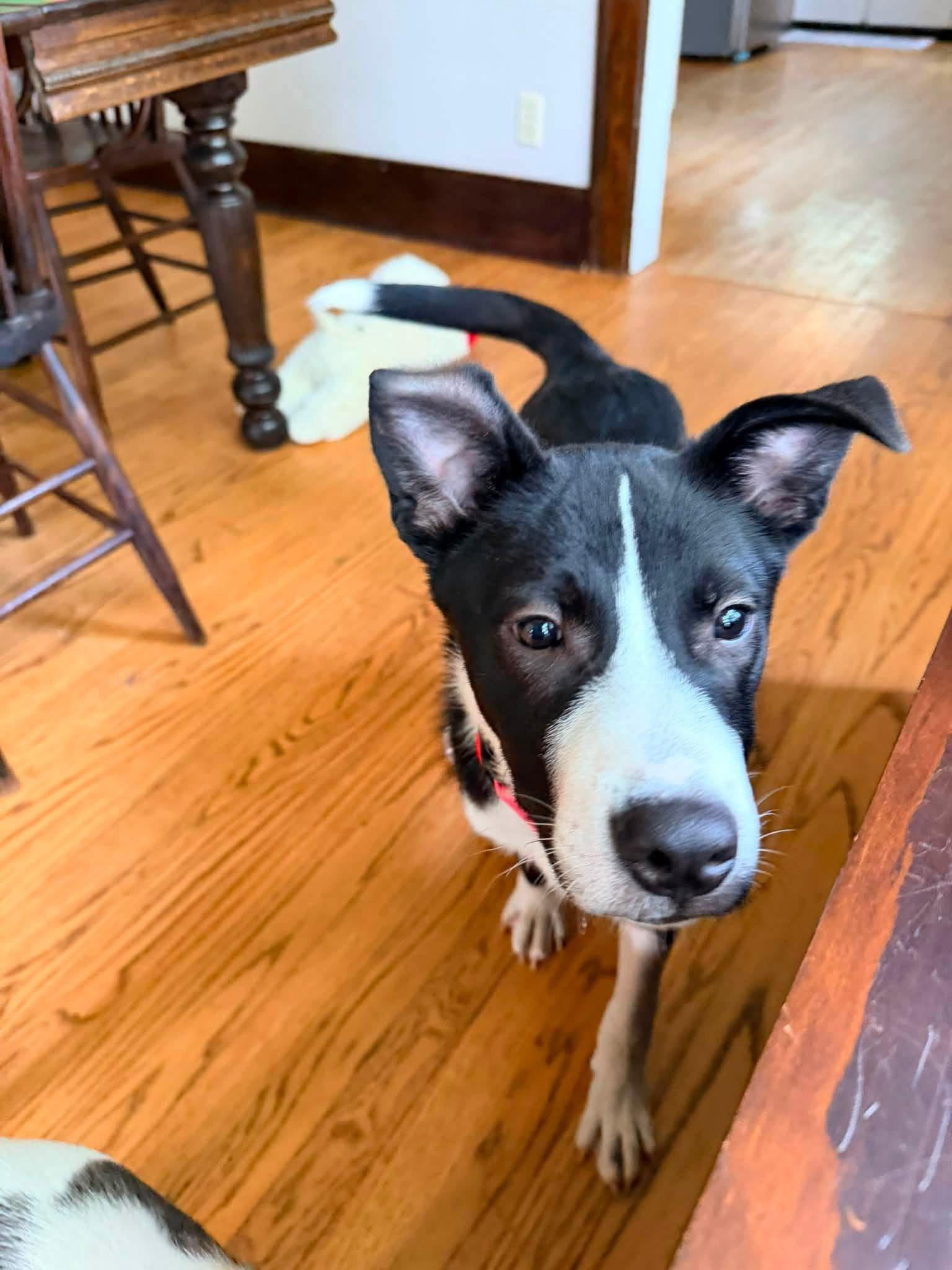 Enlarge Boochie, a Adoptable Terrier in New London, WI image 2/2