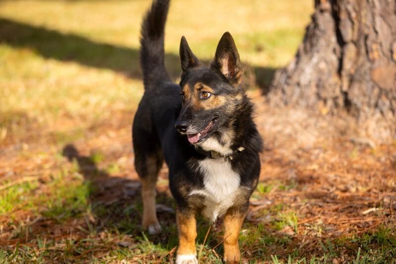 Captain Georgie the Corgi — thumbnail 4