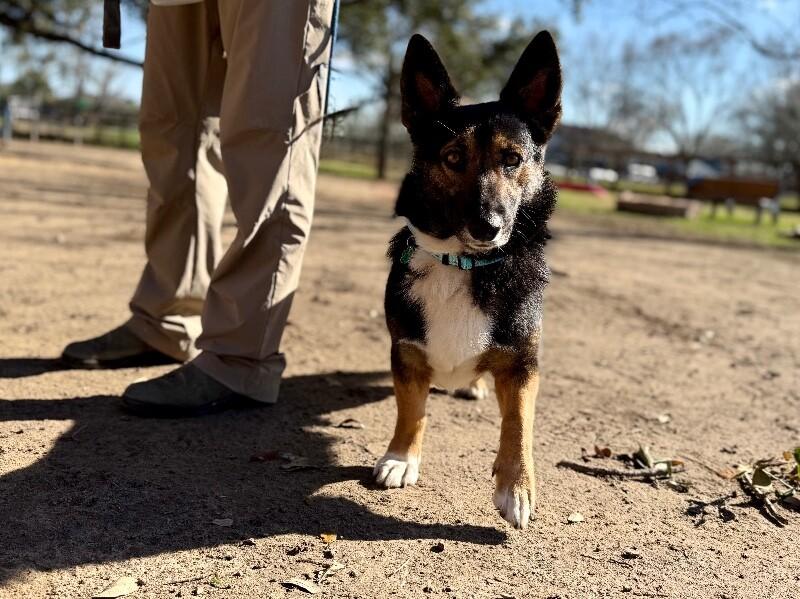 Captain Georgie the Corgi — thumbnail 5