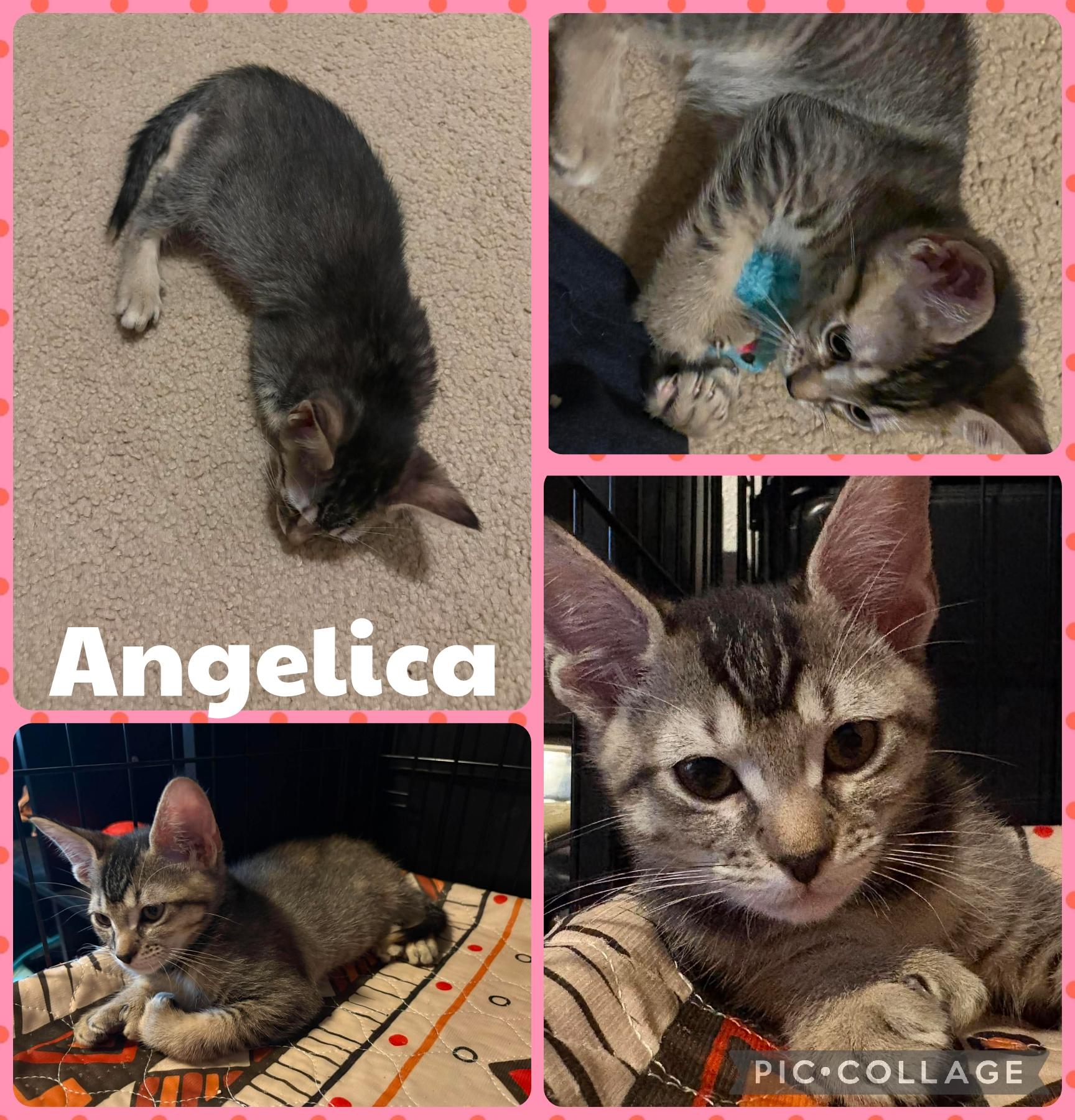 Angelica, Adoptable, Kitten Female Domestic Short Hair.