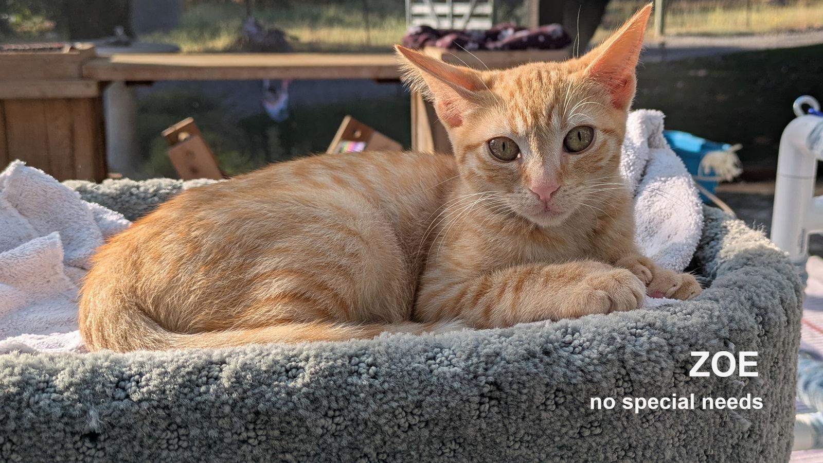 Zoe, Adoptable, Young Female Domestic Short Hair.