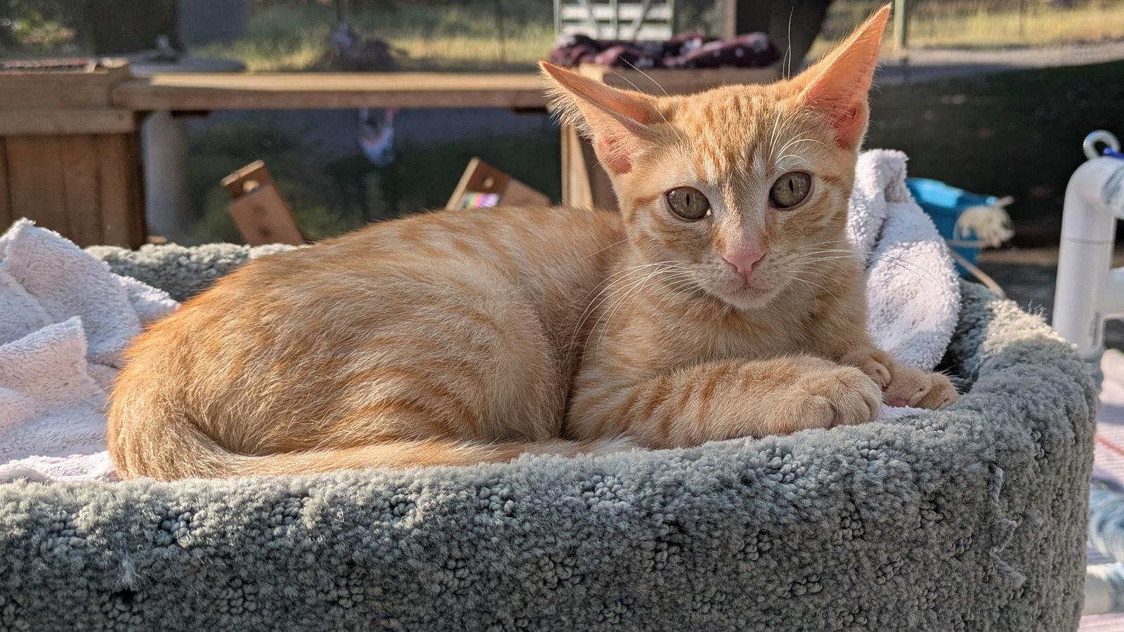 Enlarge Zoe, a Adoptable Domestic Short Hair in Santa Rosa, CA image 3/3