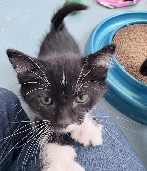 Enlarge Liam, a Adoptable mixed breed in Ogdensburg, NY image 1/1