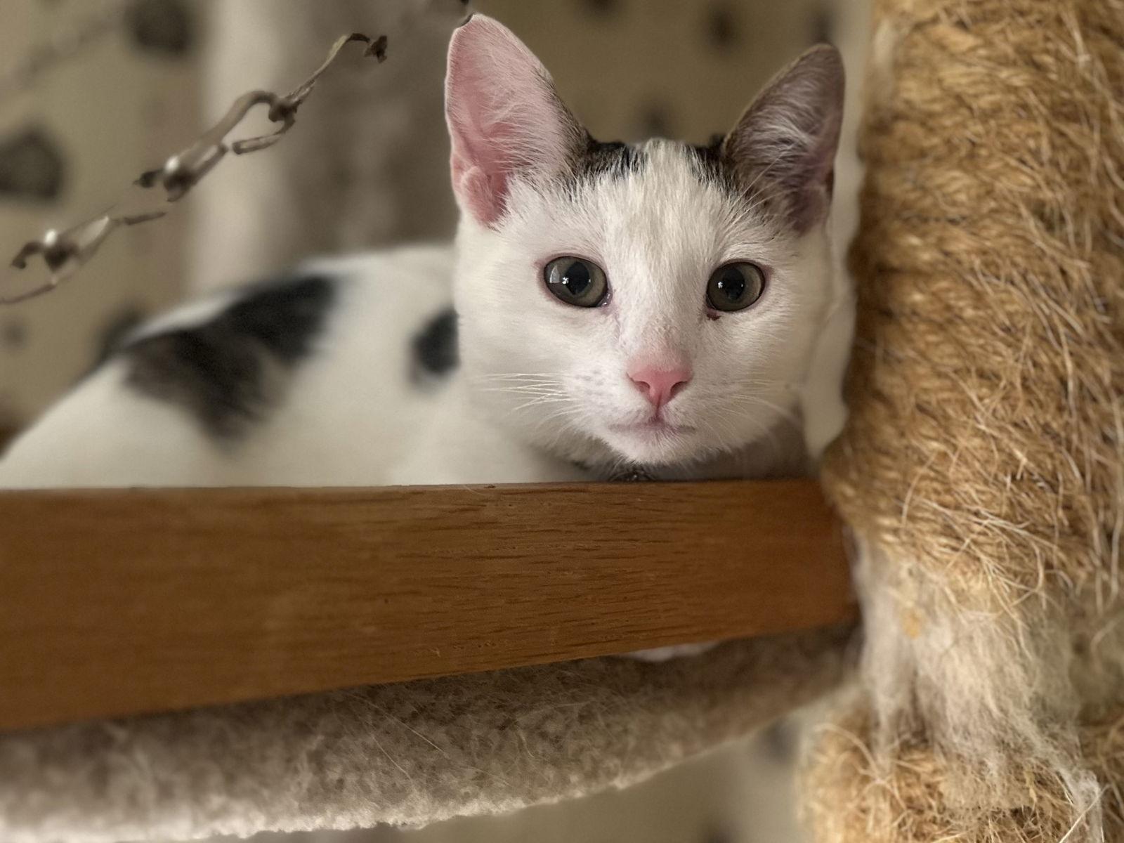 Enlarge Smudger, a Adopted Domestic Short Hair in Davis, CA image 1/3