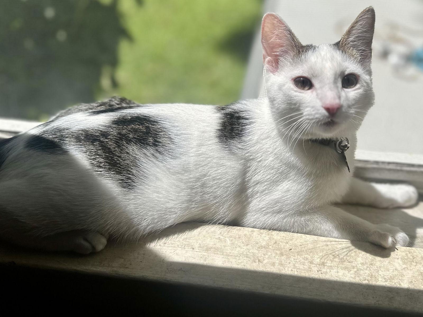 Enlarge Smudger, a Adopted Domestic Short Hair in Davis, CA image 2/3