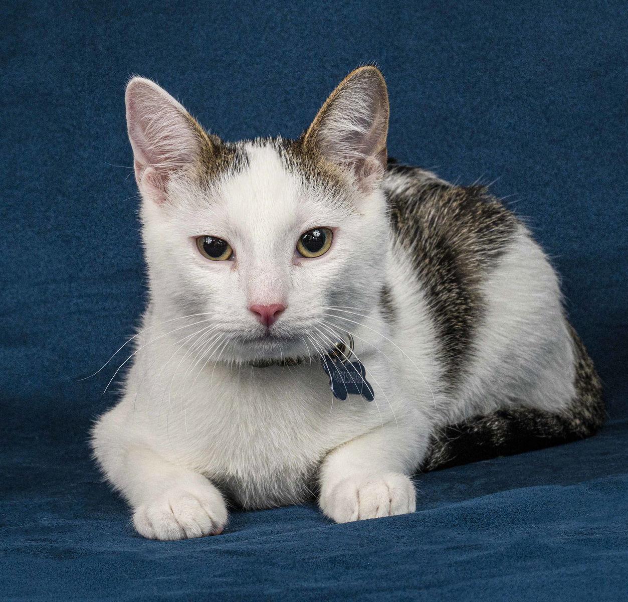Enlarge Smudger, a Adopted Domestic Short Hair in Davis, CA image 3/3