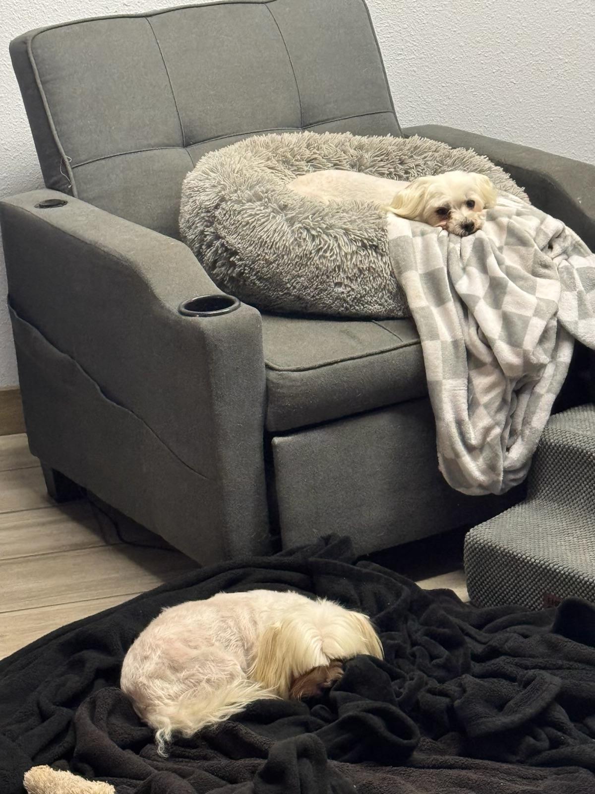 Enlarge Honey Bee, an adopted Maltese in Garland, TX image 3/5