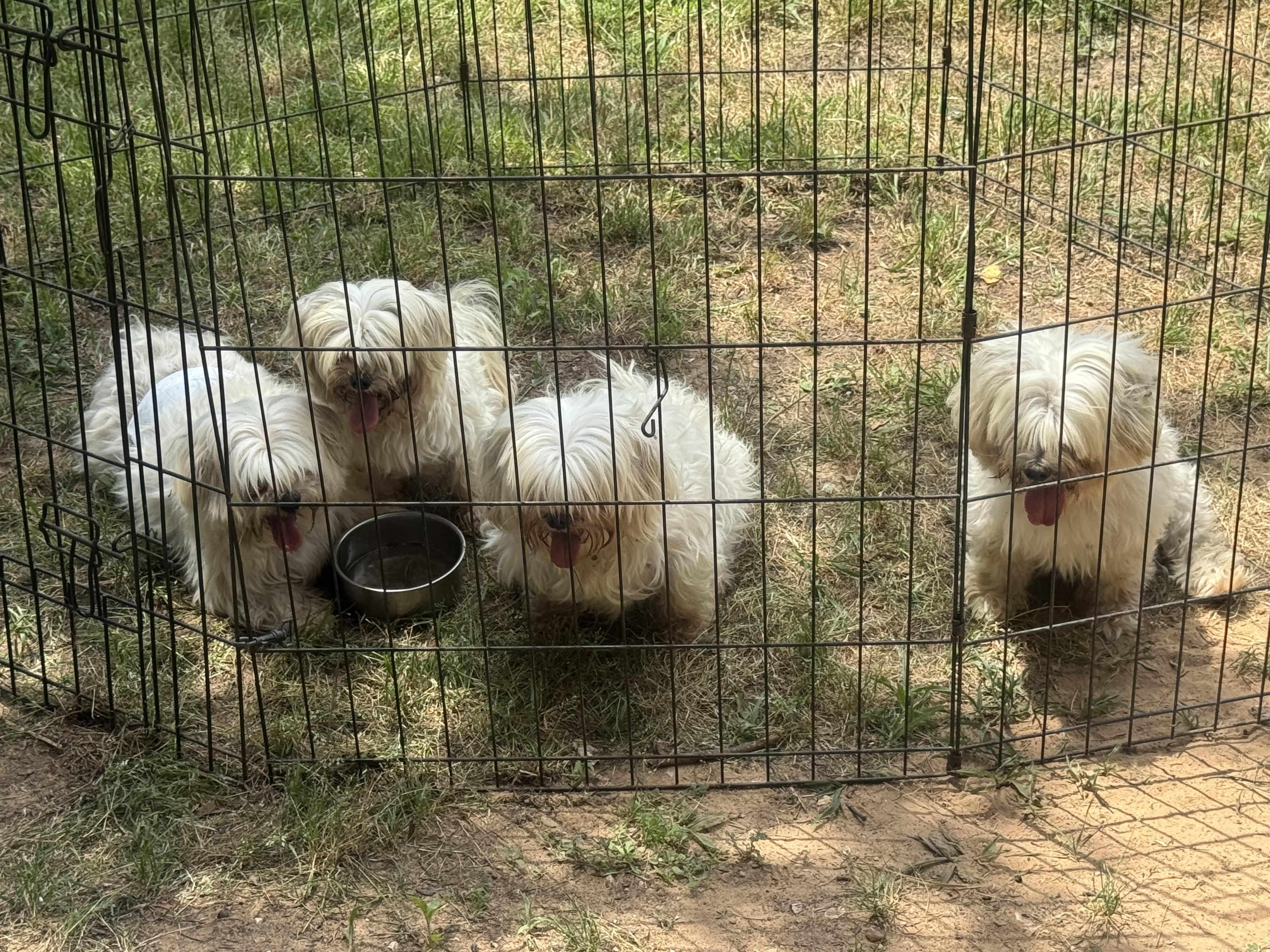 Enlarge Honey Bee, an adopted Maltese in Garland, TX image 2/5