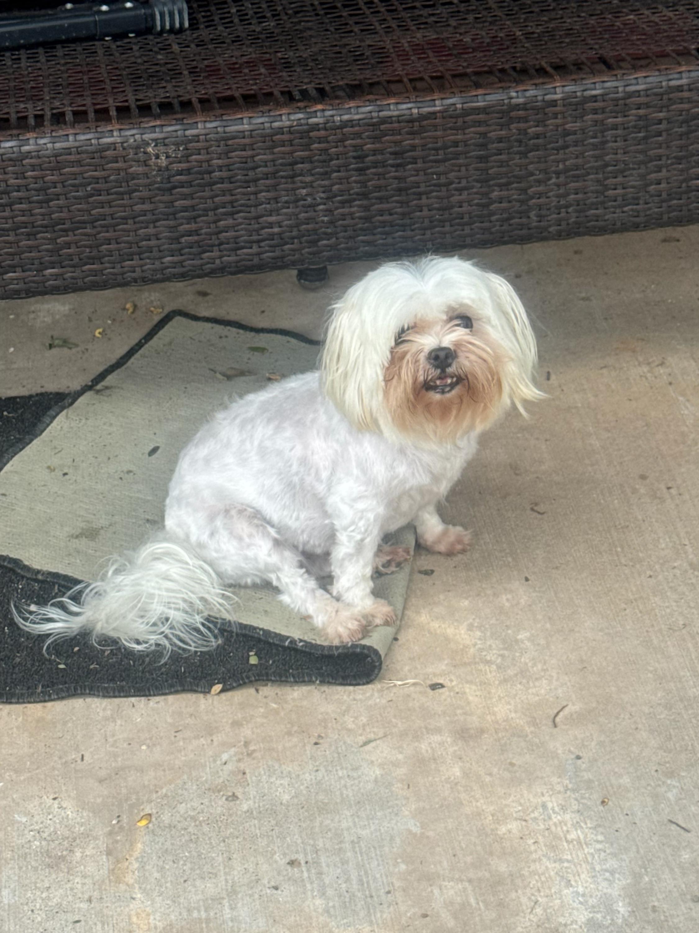 Honey Bee, adopted, Adult Female Maltese.