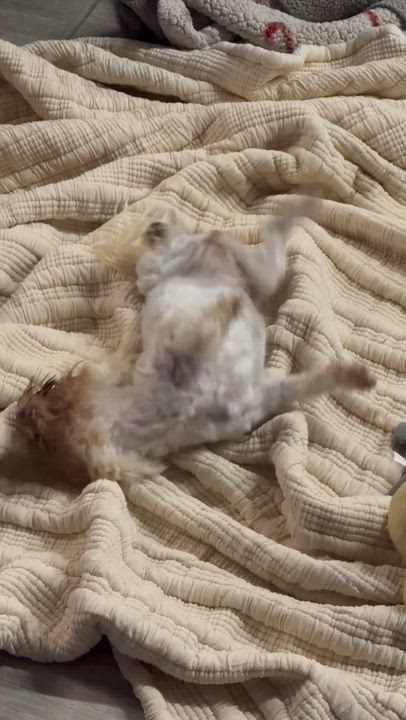 Enlarge Honey Bee, an adopted Maltese in Garland, TX video 5/5