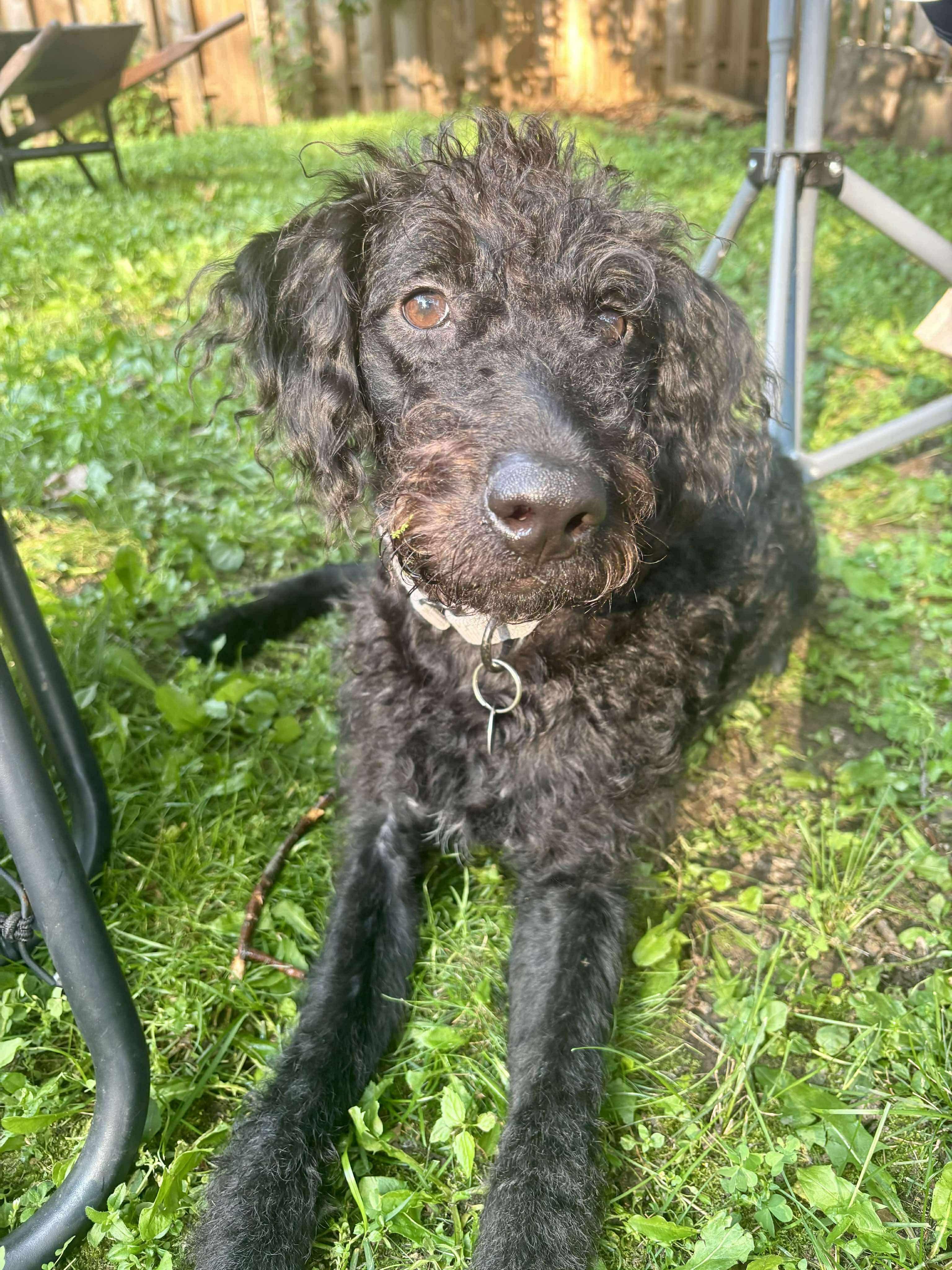 Roux, an adoptable Poodle, Labrador Retriever in Green Bay, WI, 54313 | Photo Image 2