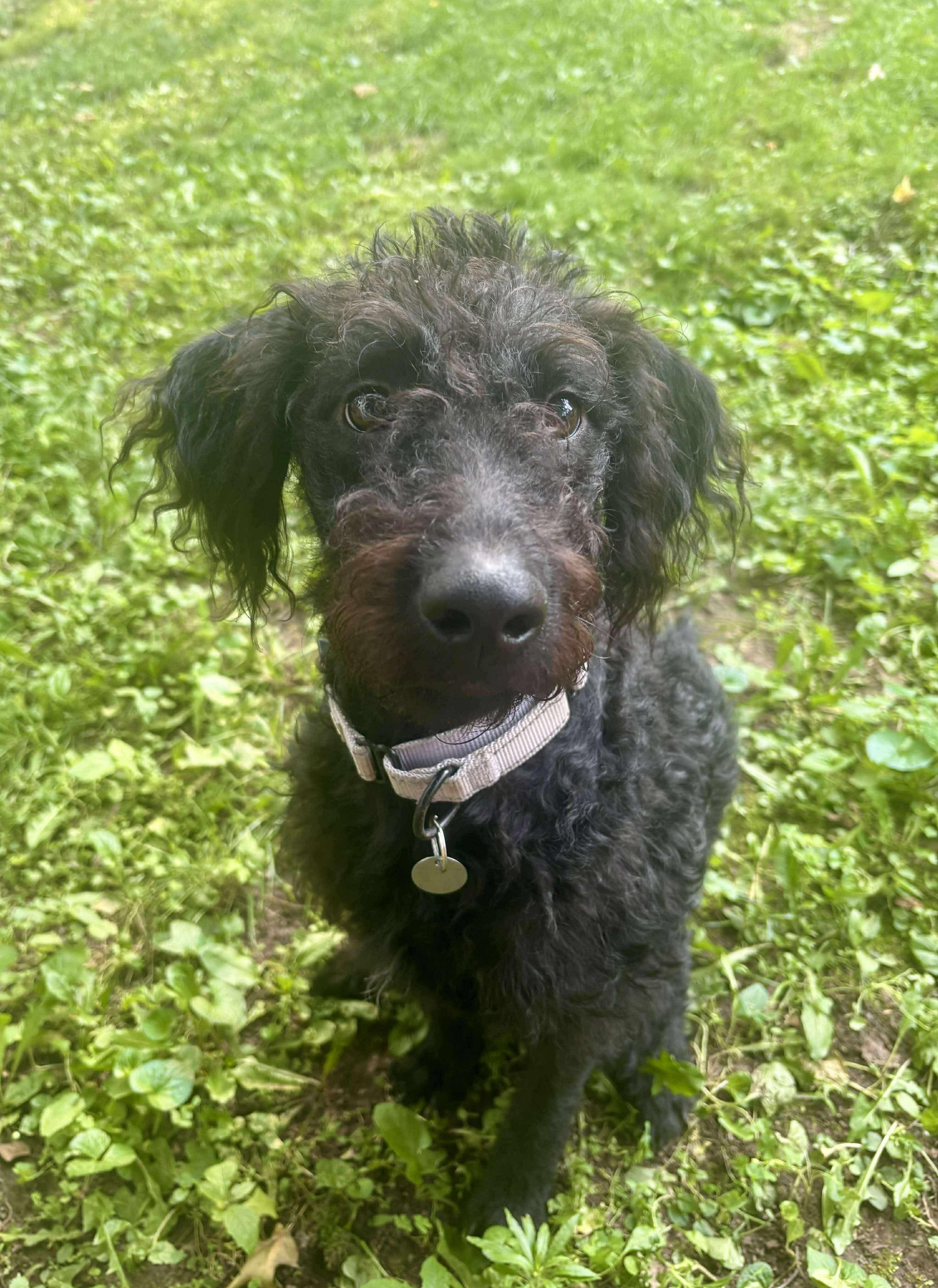 Roux, an adoptable Poodle, Labrador Retriever in Green Bay, WI, 54313 | Photo Image 1