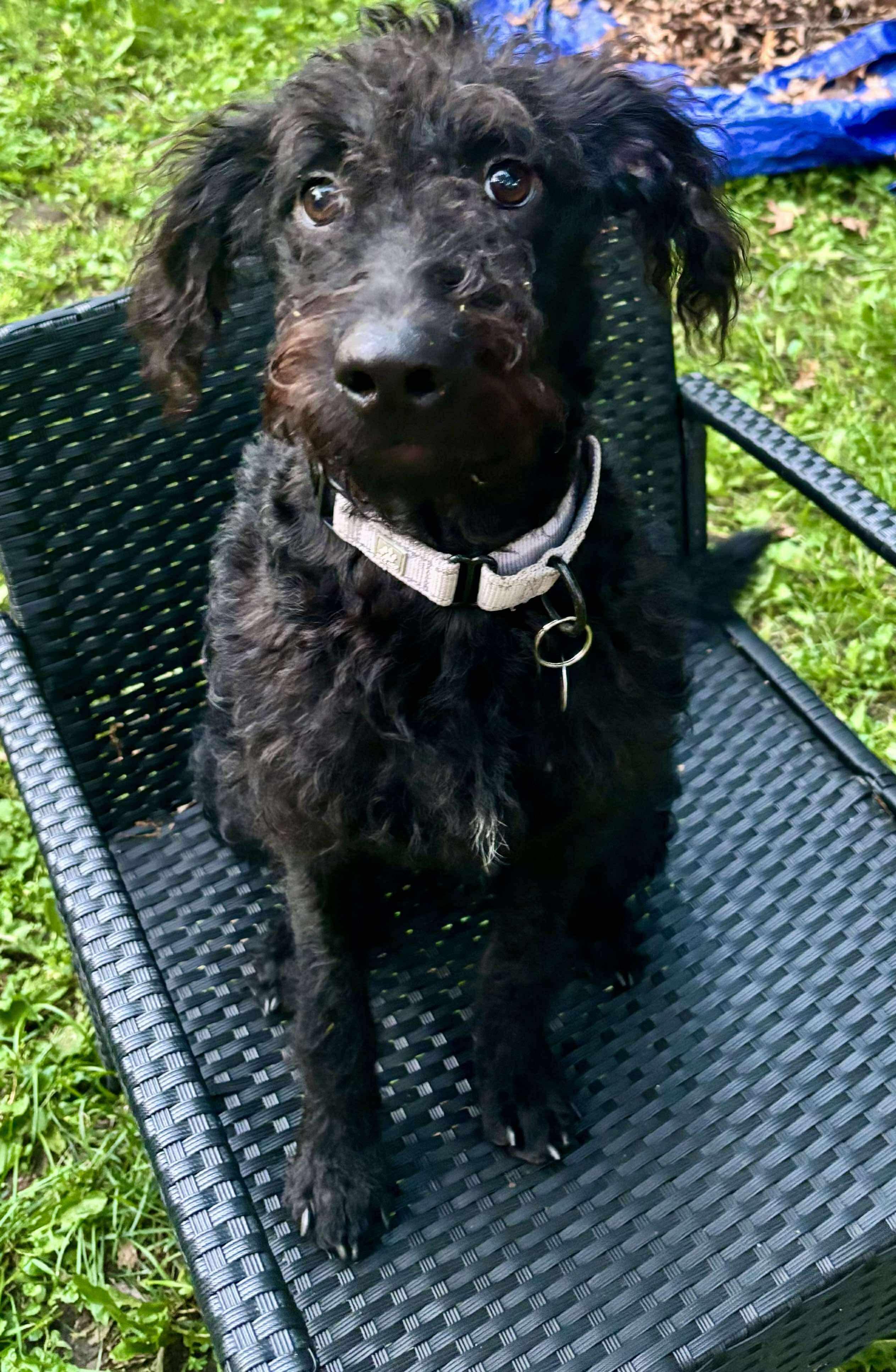Roux, an adoptable Poodle, Labrador Retriever in Green Bay, WI, 54313 | Photo Image 3