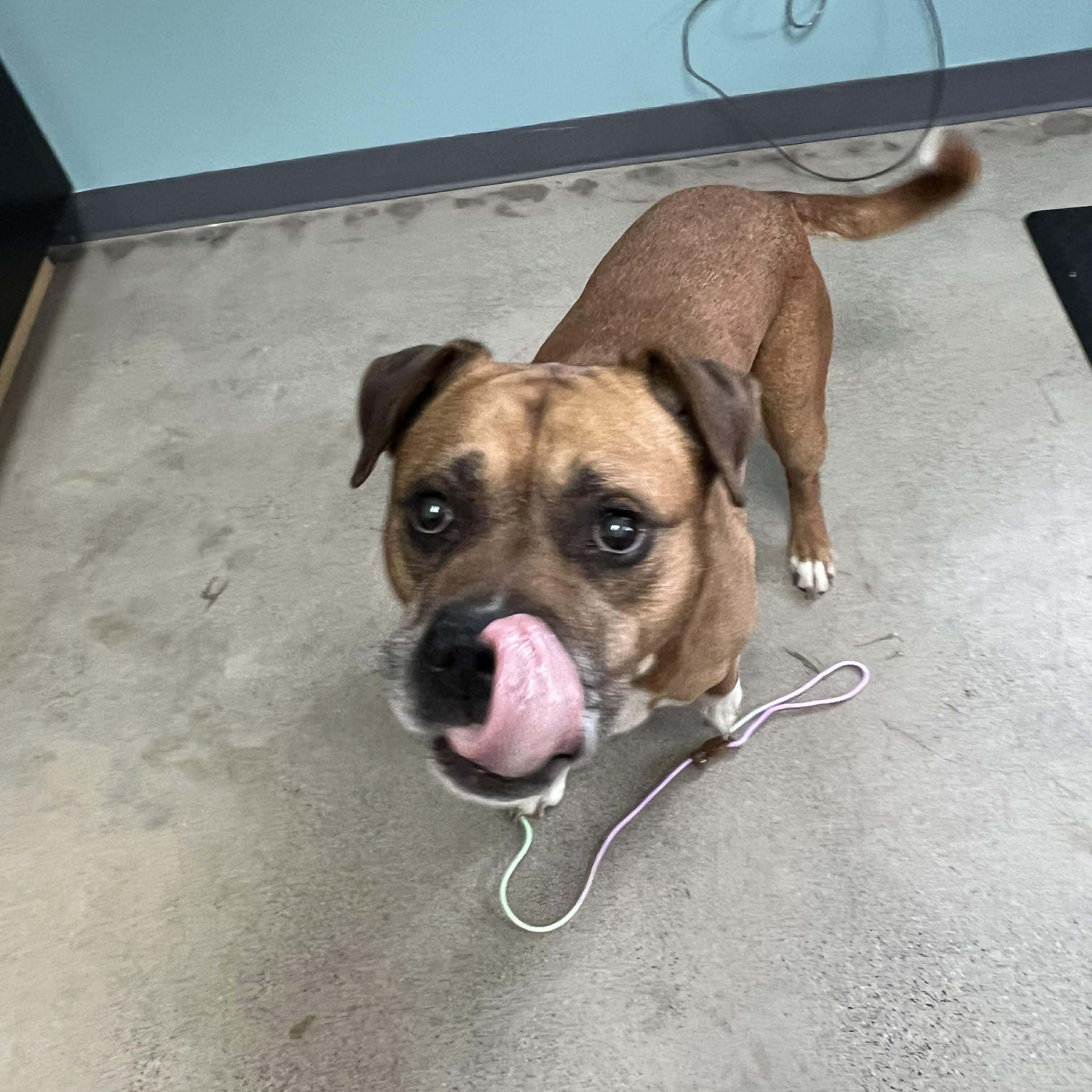 Philly-A Senior with a Lifetime of Love to Give, a Adoptable mixed breed in Archbold , OH image 5/6