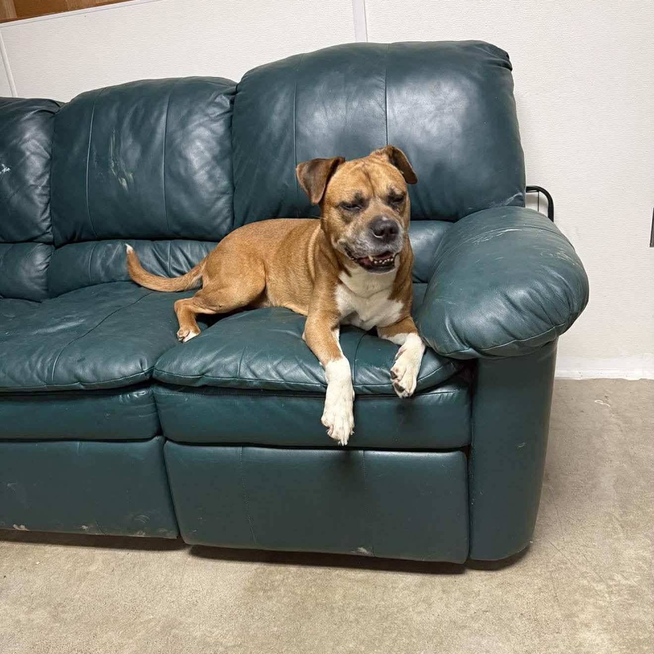 Philly-A Senior with a Lifetime of Love to Give, a Adoptable mixed breed in Archbold , OH image 6/6