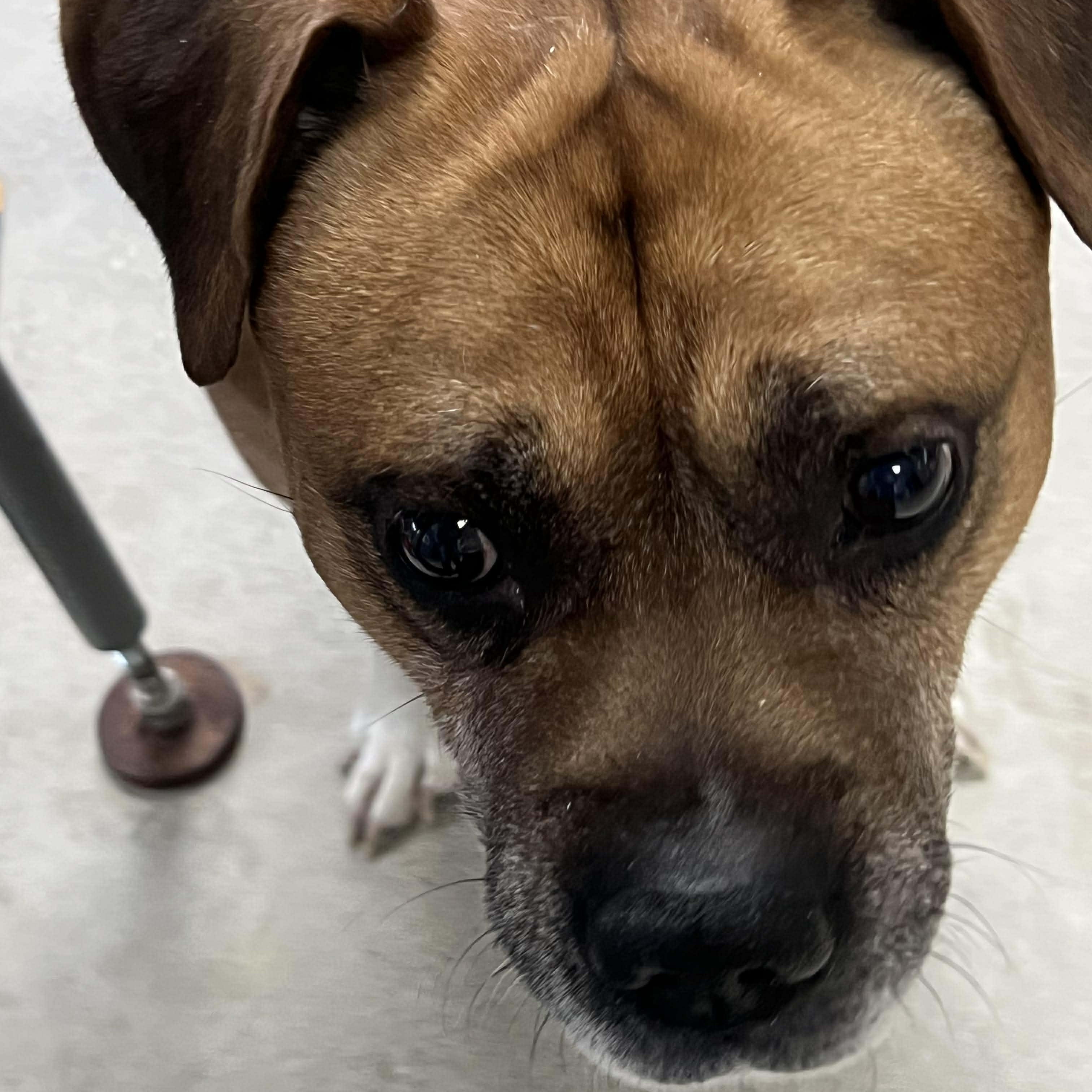 Philly-A Senior with a Lifetime of Love to Give, a Adoptable mixed breed in Archbold , OH image 3/6