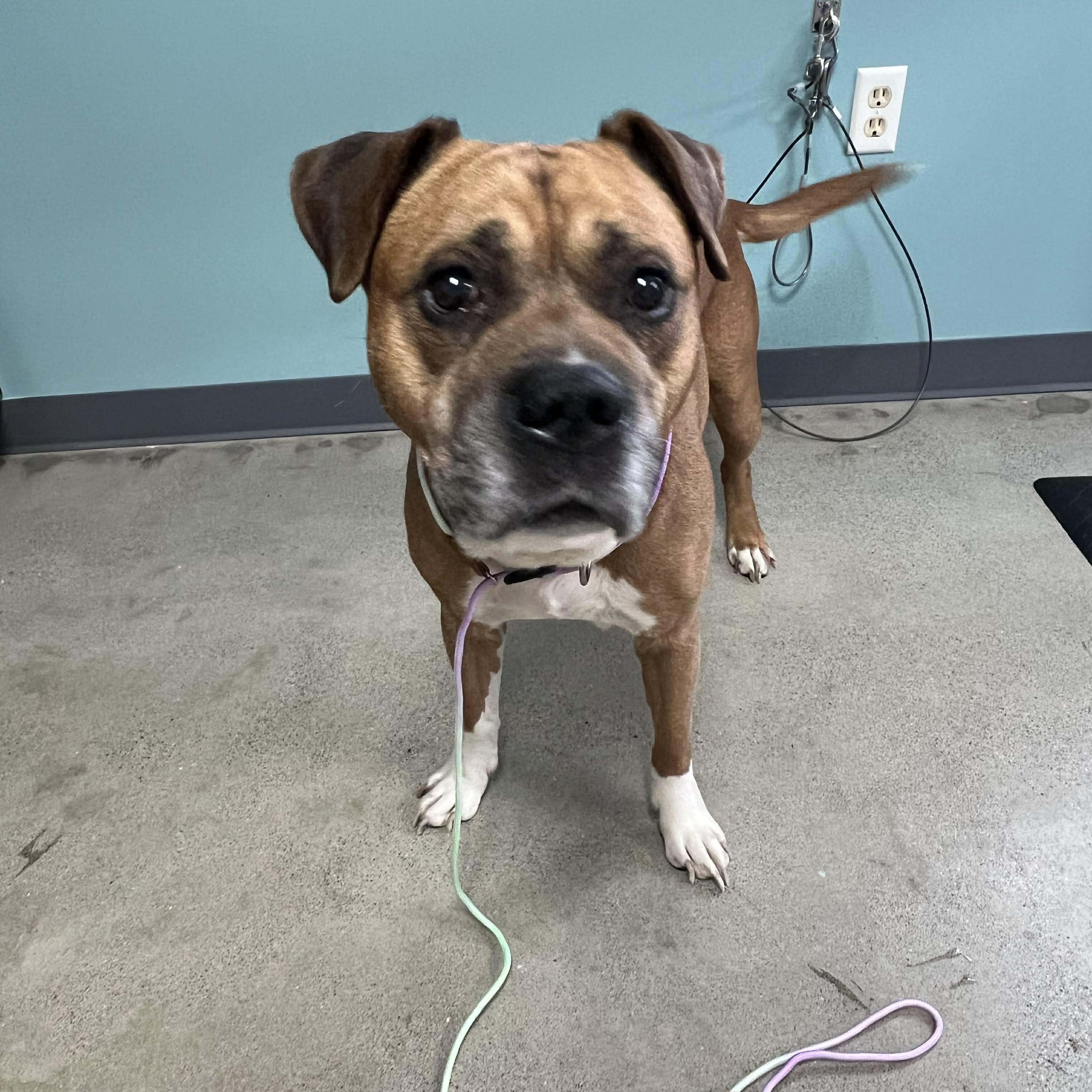 Philly-A Senior with a Lifetime of Love to Give, a Adoptable mixed breed in Archbold , OH image 1/6